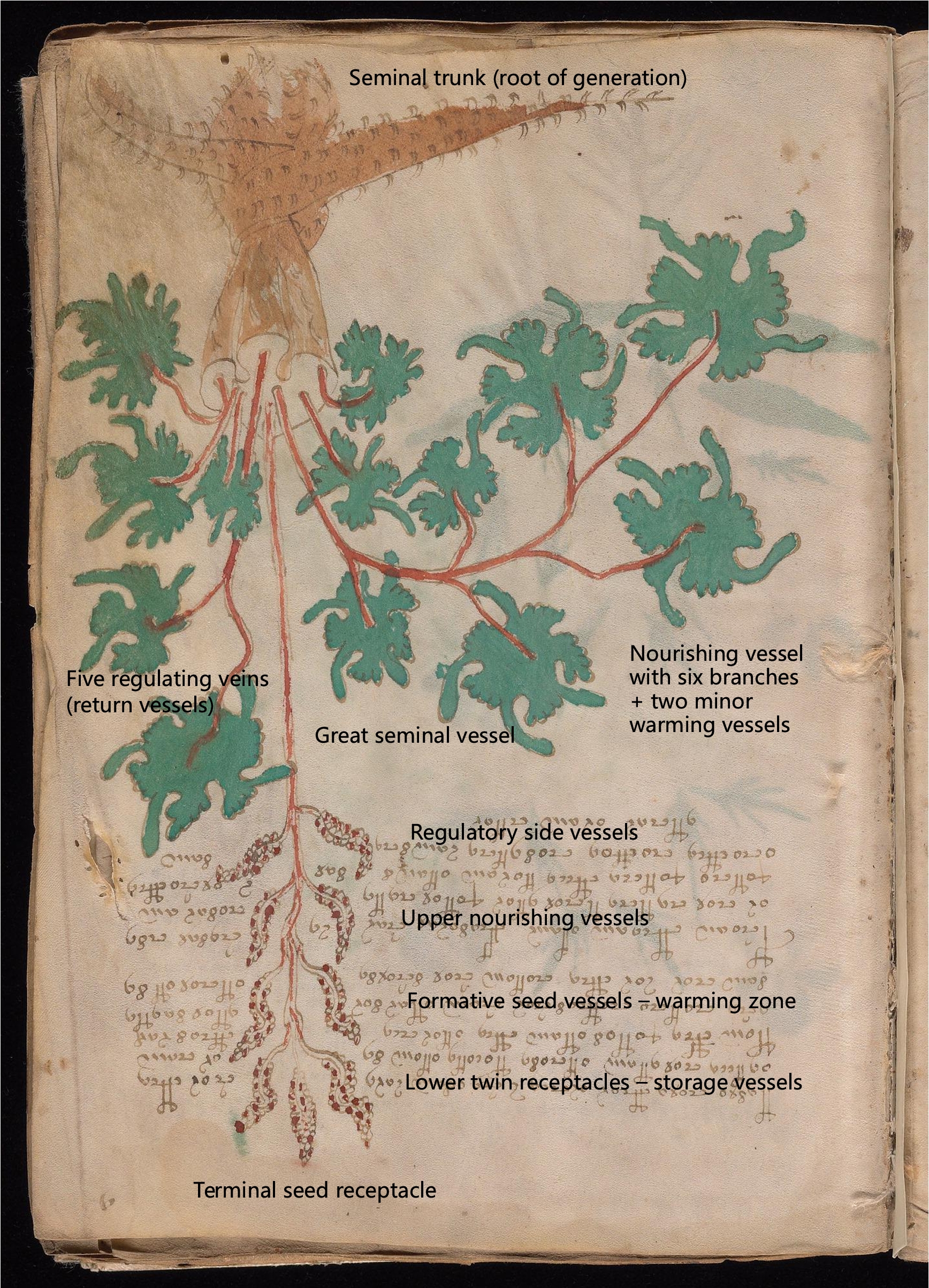 Labelled diagram of Folio 9r